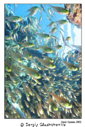 Glases fishes by Sergiy Glushchenko 